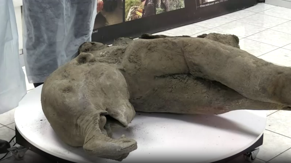 VIDEO: Vzácny nález na Sibíri. Objavili 50-tisíc rokov staré pozostatky mamuta