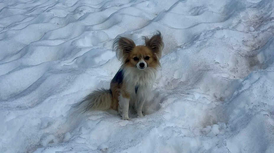 Psík ukázal miesto nehody na ľadovci. Muža zachránili vďaka jeho vernej čivave