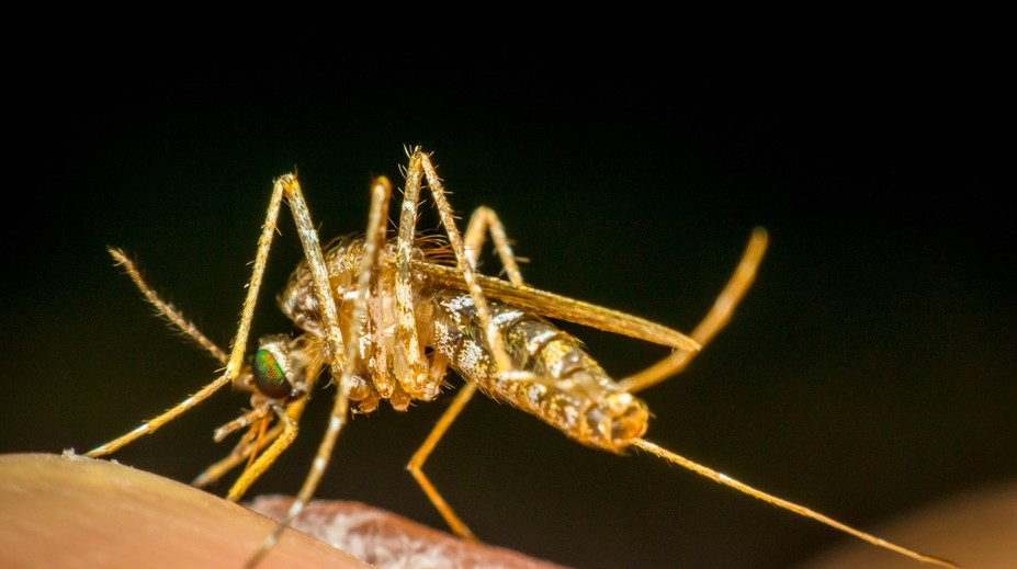 Na obľúbenom dovolenkovom ostrove objavili komára nakazeného nebezpečnou chorobou. Neexistuje na ňu liek