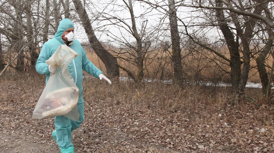 V Bytči potvrdili ohnisko vtáčej chrípky, nariadili opatrenia