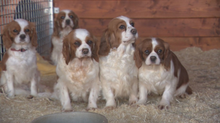 Z množiarne zobrali vyše 800 psov. Liečba stála desaťtisíce, kto to zaplatí?