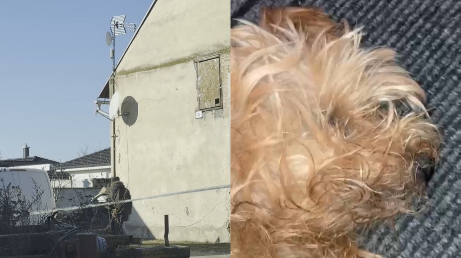 Dvojnásobná tragédia pri Trnave: Pobodala muža, deň nato zomrel aj psík. Odhalili otrasné podmienky