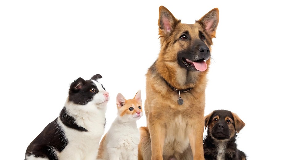 Niektoré mačky a psy sa na seba podobajú. Vedci prišli s vysvetlením