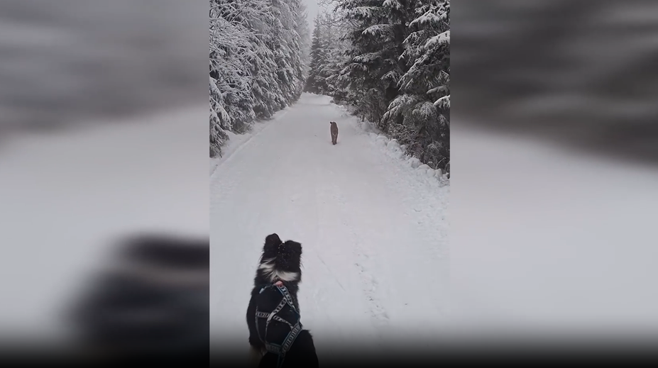 VIDEO: Nebezpečný moment v Tatrách. Rys sa priblížil na päť metrov a ukázal, kto je tu pánom