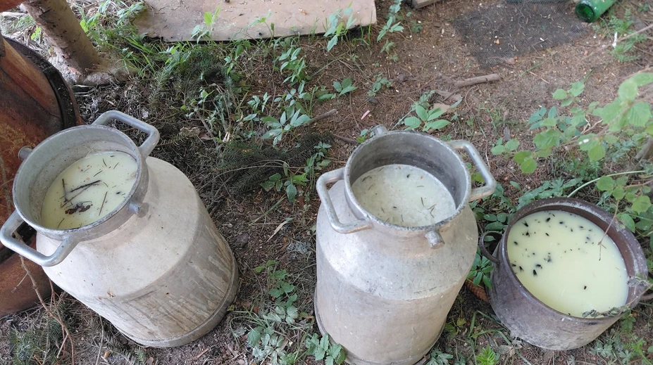 Mimoriadna situácia na Liptove: Salmonela v bryndzi, ľudia skončili v nemocnici. Otrasné FOTO zo „salaša“