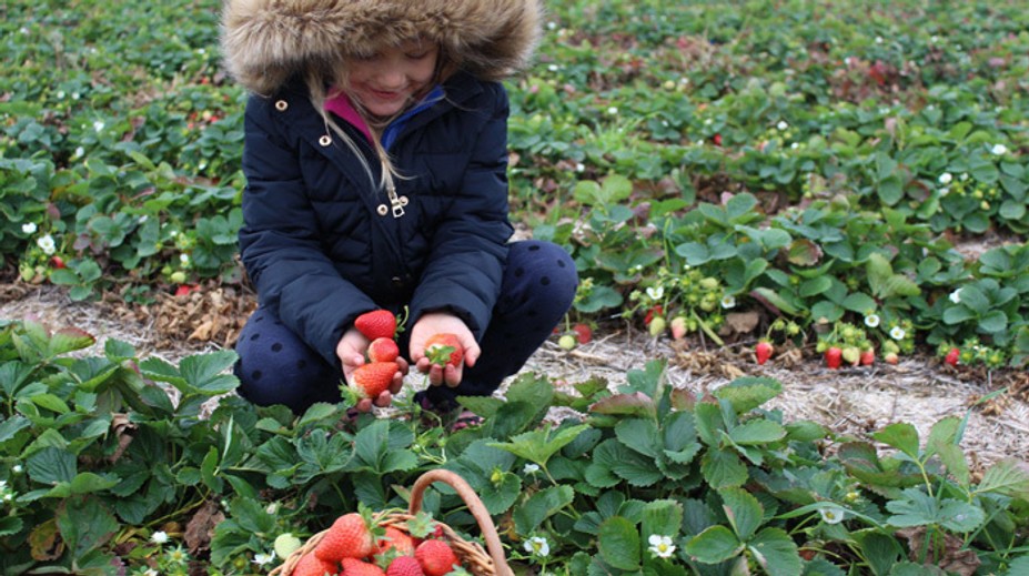 Samozber jahôd len pár týždňov pred Vianocami. Pri Piešťanoch prepísali históriu