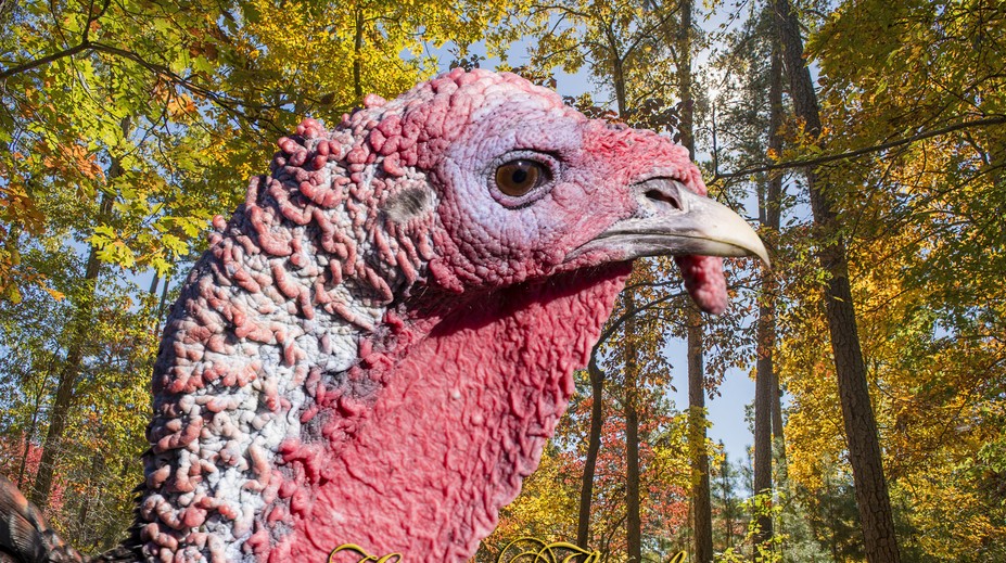 Dnes môžu Američania letieť aj s moriakom v batožine, je Deň vďakyvzdania