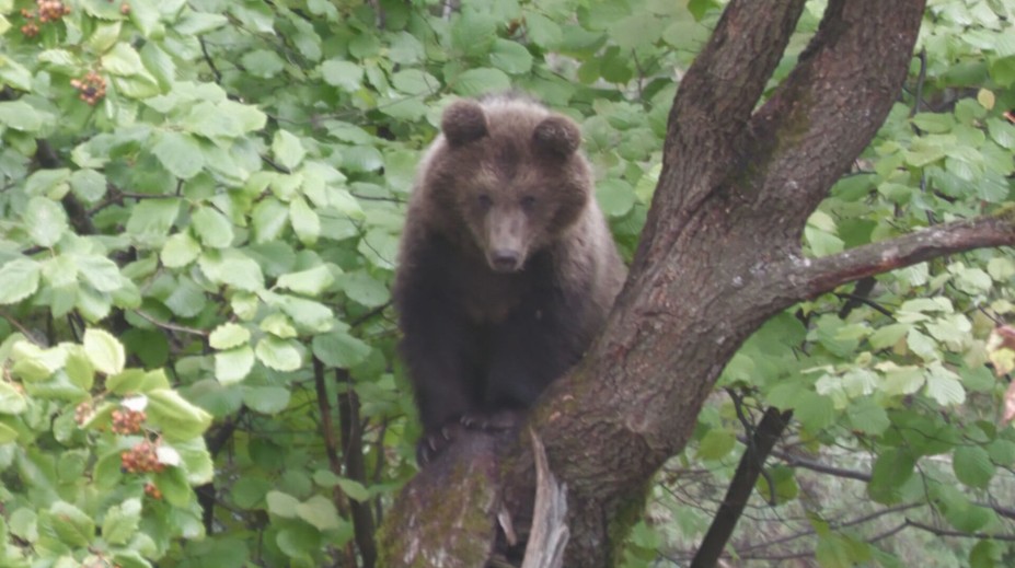 Nájdené medvieďatá sa stali prvými obyvateľmi novej rehabilitačnej stanice. Do prírody sa však už nevrátia