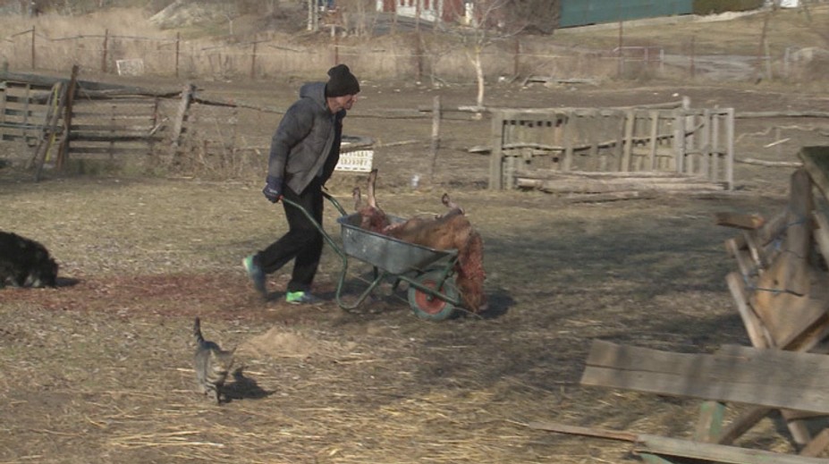 Prihlásil sa majiteľ vlčiakov, ktoré roztrhali farmárom kozu. Dostal od policajtov aj pokutu