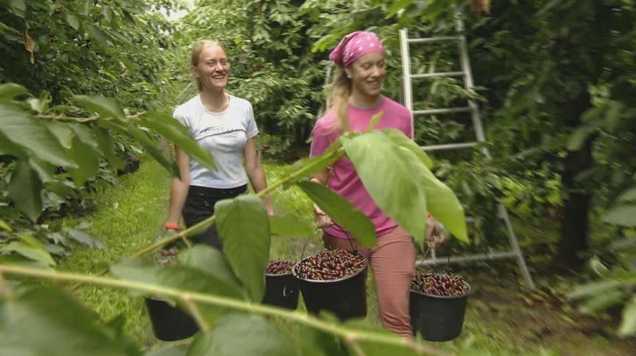 Sezóna letných brigád sa blíži. Vieme, koľko chcú študenti za hodinu práce