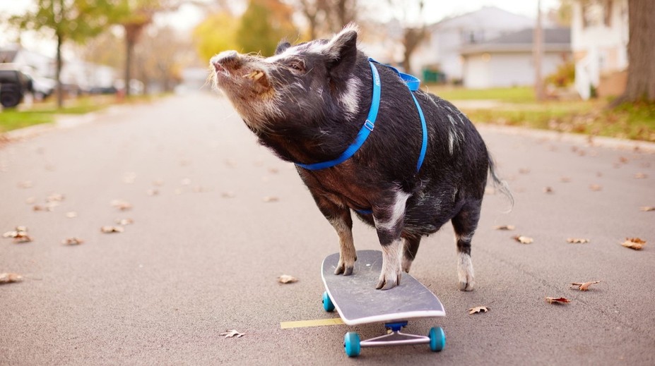 Novým svetovým rekordérom je prasiatko. Na skateboarde prešlo viac, ako niektorí dospelí