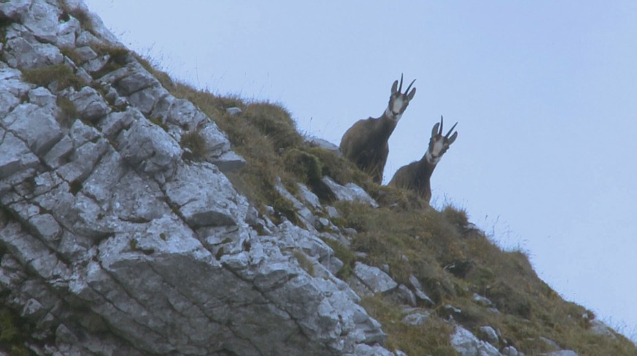 Ich stavy kolíšu, no vždy sa dokázali pozviechať. Odborníci sa snažia pochopiť, prečo kamzíkov v Tatrách ubúda
