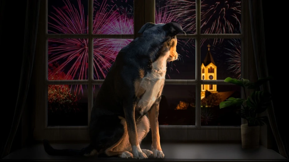 Sedatíva nepomáhajú, s prípravou treba začať skôr. Čo robiť, aby domáci miláčikovia prežili Silvester v pokoji?