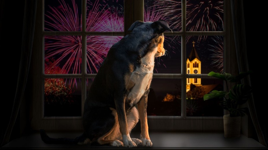 Sedatíva nepomáhajú, s prípravou treba začať skôr. Čo robiť, aby domáci miláčikovia prežili Silvester v pokoji?