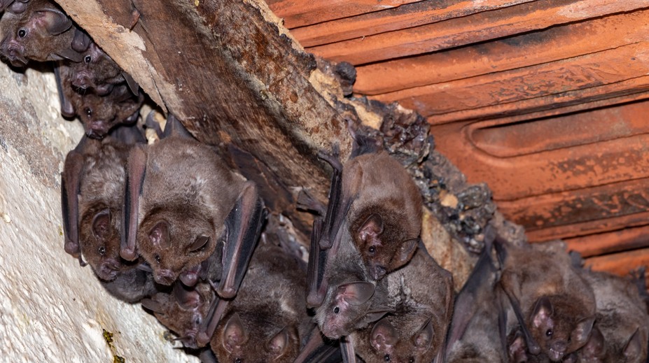 Dieťa uhryzol netopier, rodičia za lekármi nešli. Skončilo sa to tragicky