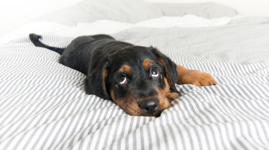 Patrí alebo nepatrí pes do postele? Tu je názor psieho kouča