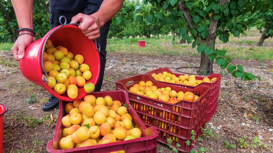 Marhuľový sad zíva prázdnotou. Pre slabú úrodu nemohli otvoriť samozber