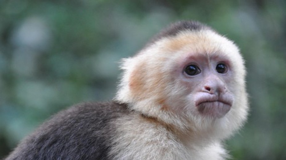 Pestúnka čelí obvineniam z obchodovania s dieťaťom. Podľa polície ho mala vymeniť za opicu