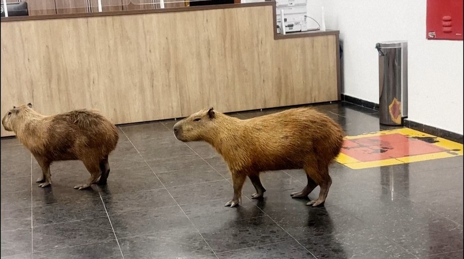 FOTO a VIDEO: Nečakaná návšteva v parlamente. Kapybary vošli priamo do budovy