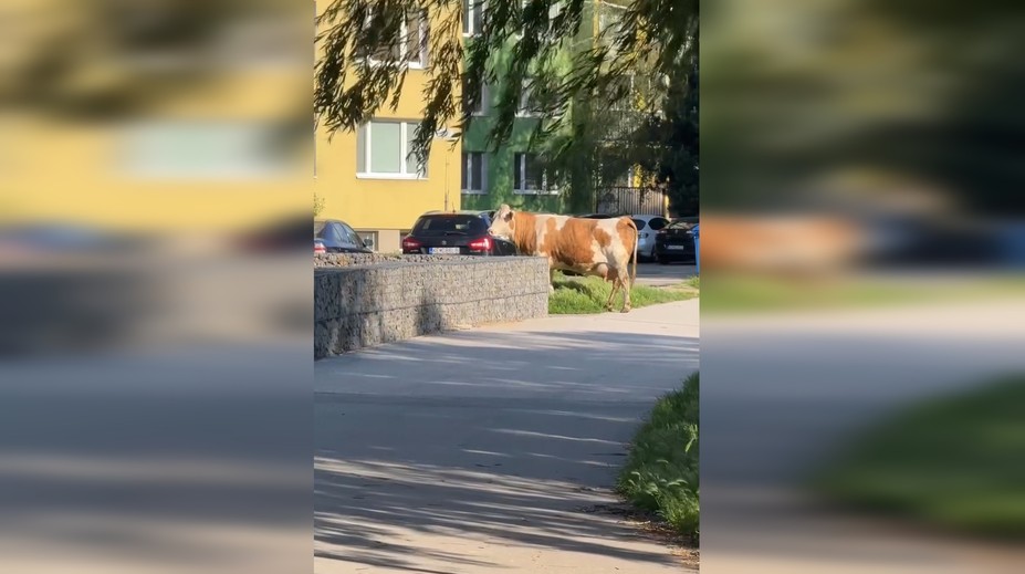 VIDEO: Mysleli si, že sa im sníva. Po sídlisku v Košiciach pobehovala krava
