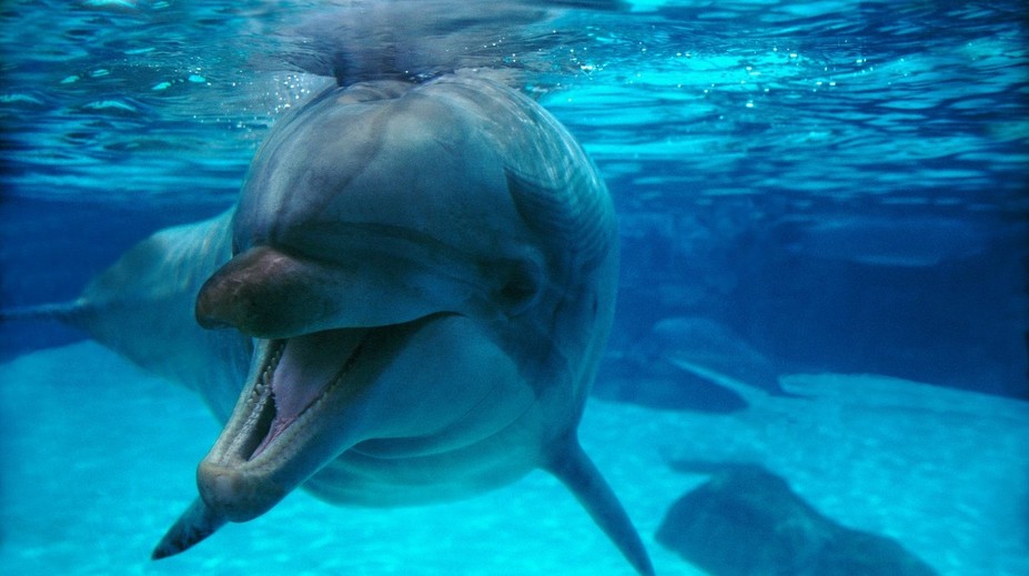 Stúpajú úmrtia delfínov po havárii ruských tankerov v Kerčskom prielive