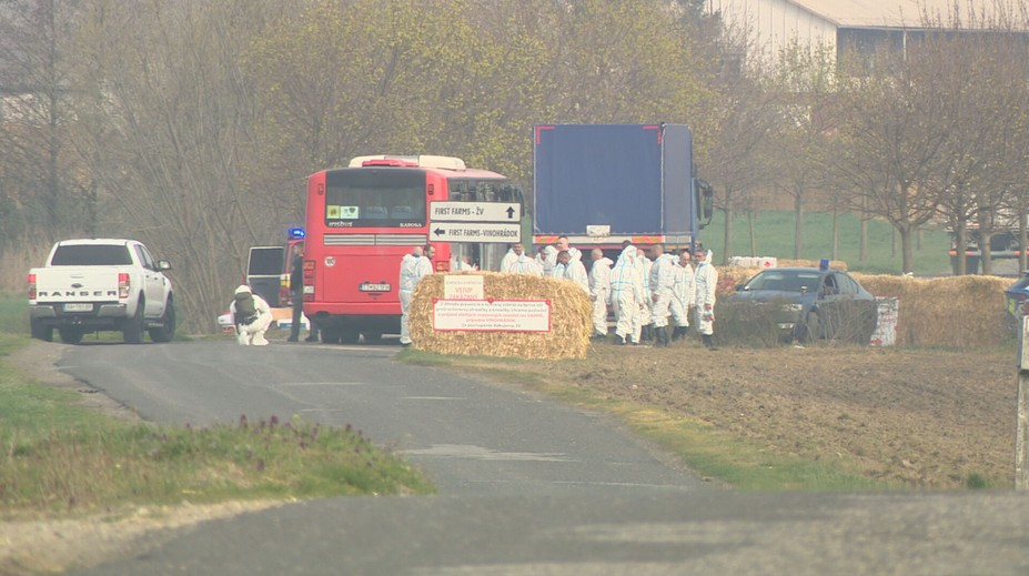 Obrovský smútok a beznádej v Plaveckom Štvrtku. Na výpomoc pri utrácaní dobytka prišiel aj autobus s väzňami