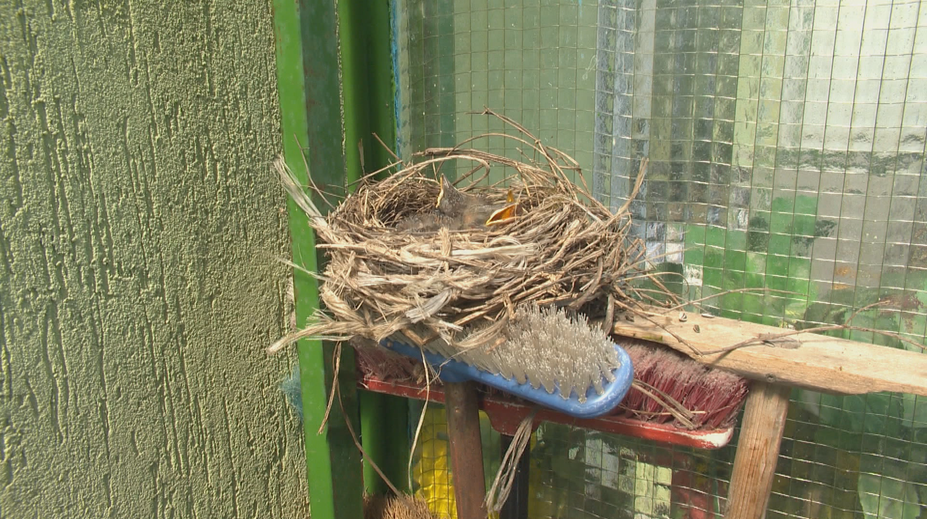 Na balkóne majú nečakaných nájomníkov. Udomácnili sa na zmetákoch