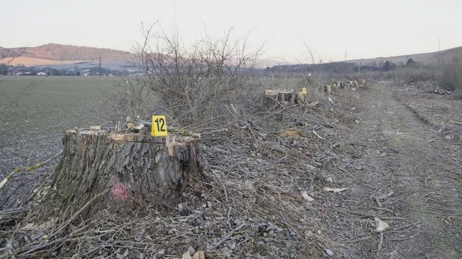 O starostovské kreslo ho pripravilo 11 spílených stromov. Obec na východe Slovenska v centre škandálu