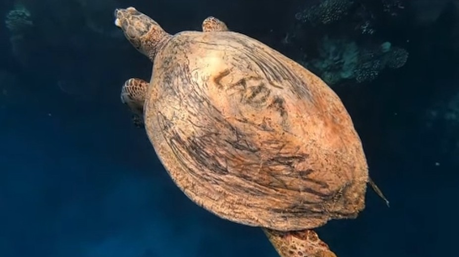 VIDEO: Nechutný čin v Egypte. Turista, pravdepodobne z Česka, vyryl svoje meno do panciera korytnačky