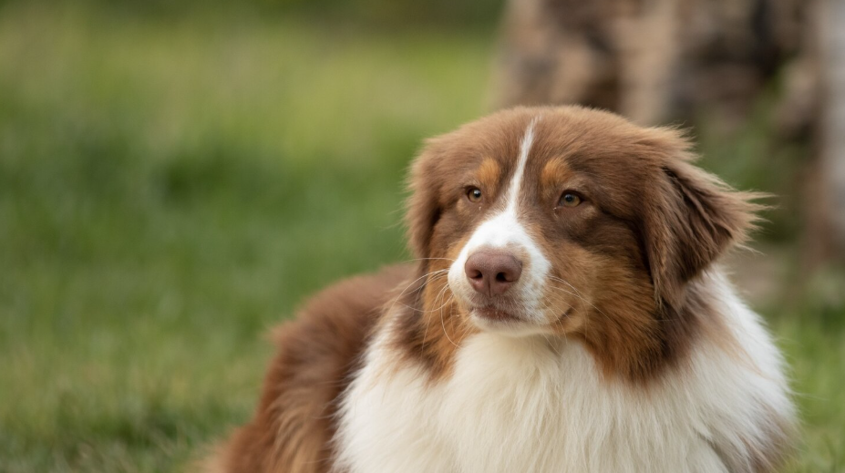 Pýšia sa skvelou kondíciou a pevným zdravím: Týchto 10 plemien psov veterinárka vída v ordinácii najmenej