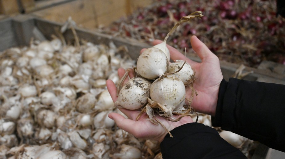 Farmár predáva cibuľu za smiešnu cenu. Ak sa nepredá, musí ju zaorať. Dôvodom sú absurdné výkupné ceny