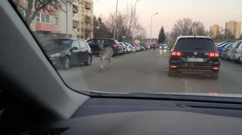 V uliciach Nitry pobehovala zebra. Z cirkusu ju vypustili opití výtržníci
