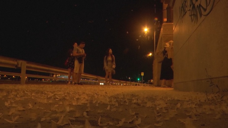 Nábrežie Dunaja v Budapešti zaplavili húfy hmyzu. Pohľad na ne za tmy nie je veľmi príjemný