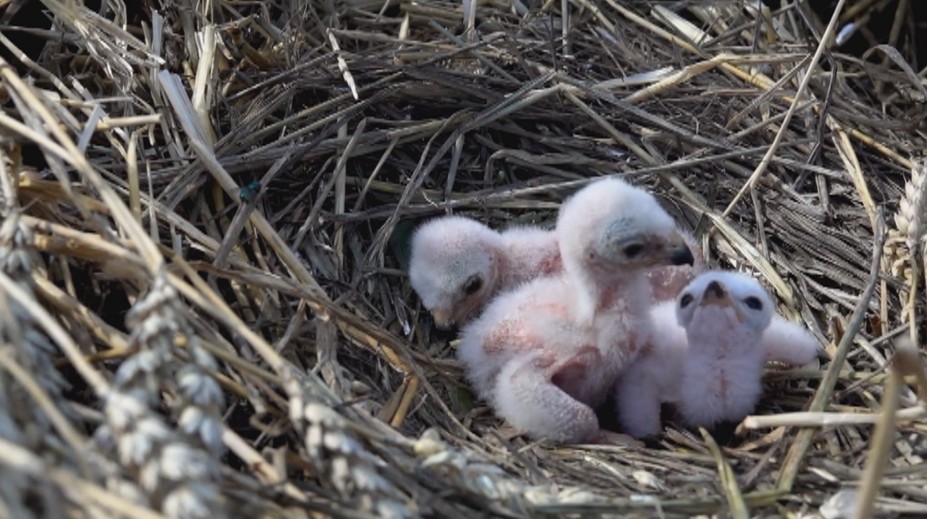 Záchrana na poslednú chvíľu: Ohrozený vtáčí druh takmer pokosil kombajn