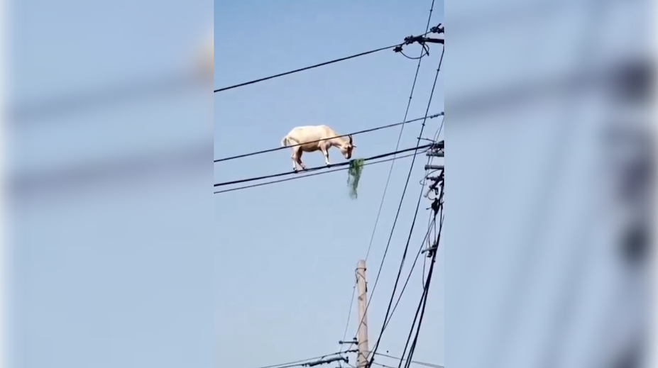 VIDEO: Ako sa tam dostala? Koza balansujúca na elektrickom vedení zmiatla ľudí na sociálnych sieťach