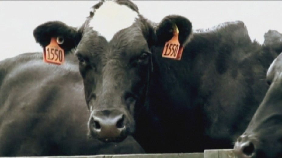 Situácia slovenských mliekarov je zúfalá, až tretina chovov môže skončiť