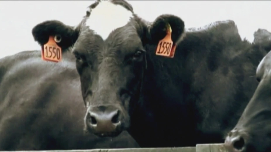 Situácia slovenských mliekarov je zúfalá, až tretina chovov môže skončiť