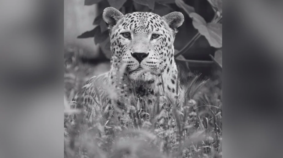 Smutná správa zo ZOO Bojnice. Po 19 rokoch sa navždy rozlúčili s leopardom Hassanom