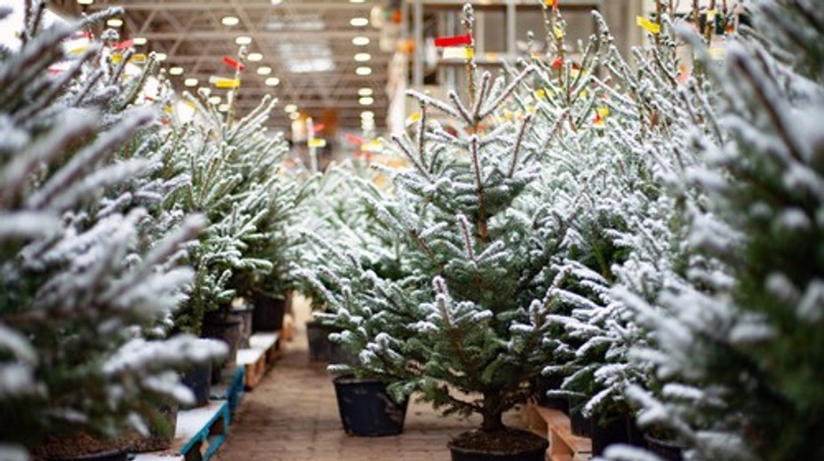Aký vianočný stromček je najvhodnejší? Odborníčka prezradila ekologickú alternatívu