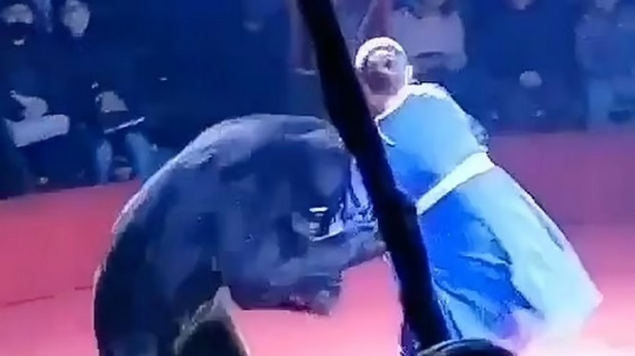 VIDEO: Dramatické chvíle pred zrakom detí. Medveď v cirkuse napadol tehotnú krotiteľku