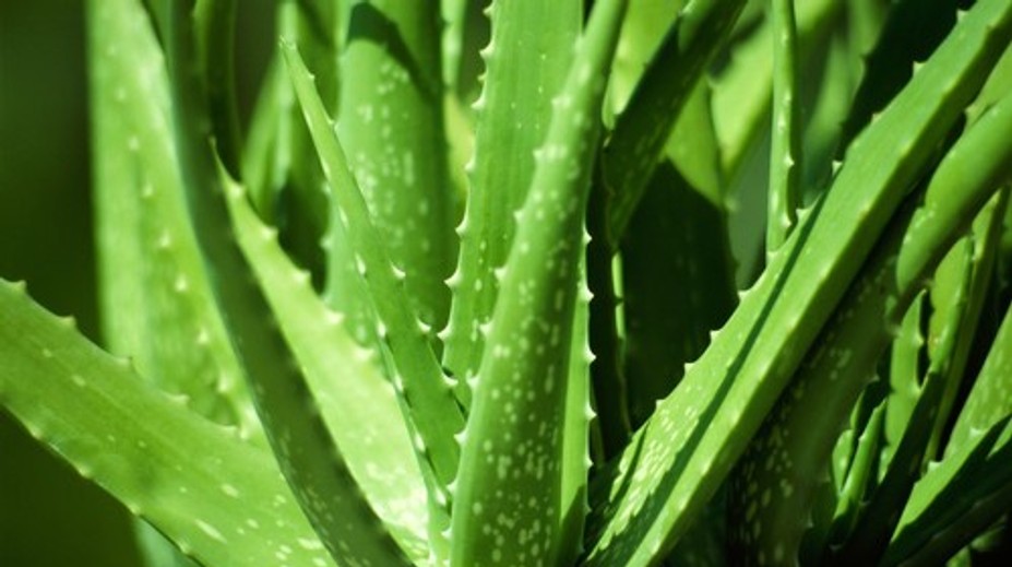 Účinný pomocník v boji proti Alzheimerovej chorobe. Obľúbenú rastlinu niektorí používajú každý deň