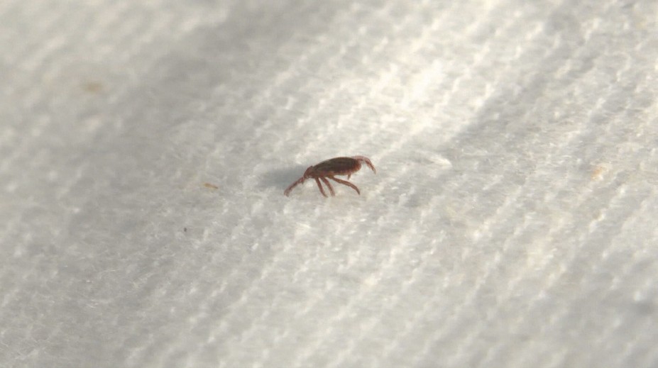 Kliešte zmizli z trávy. Horúčavy ich poslali do úkrytu, nebezpečenstvo sa však nekončí
