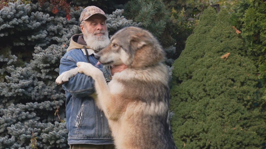 Jozef na Slovensku vychováva vlky: „Žijem medzi nimi, rešpektujú ma,“ hovorí otvorene