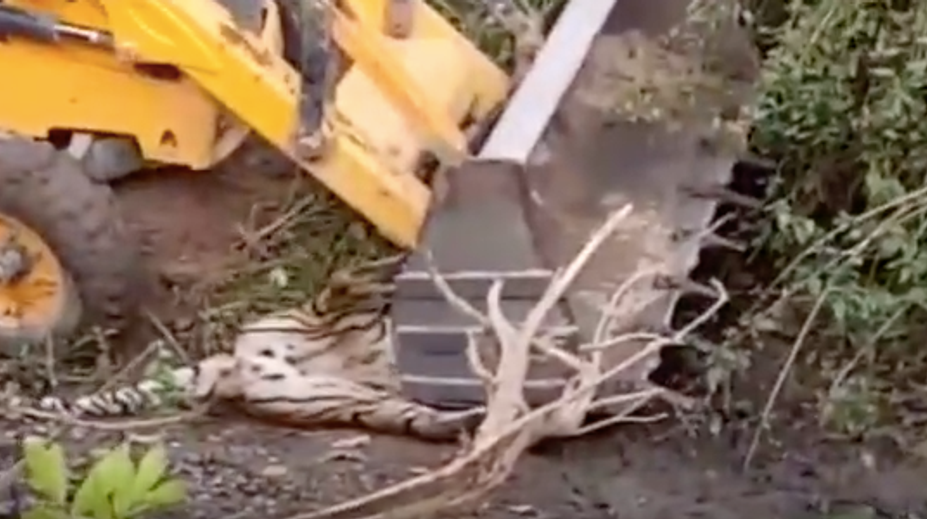 Nepochopiteľná krutosť. Za trest mali tigra privaliť bagrom