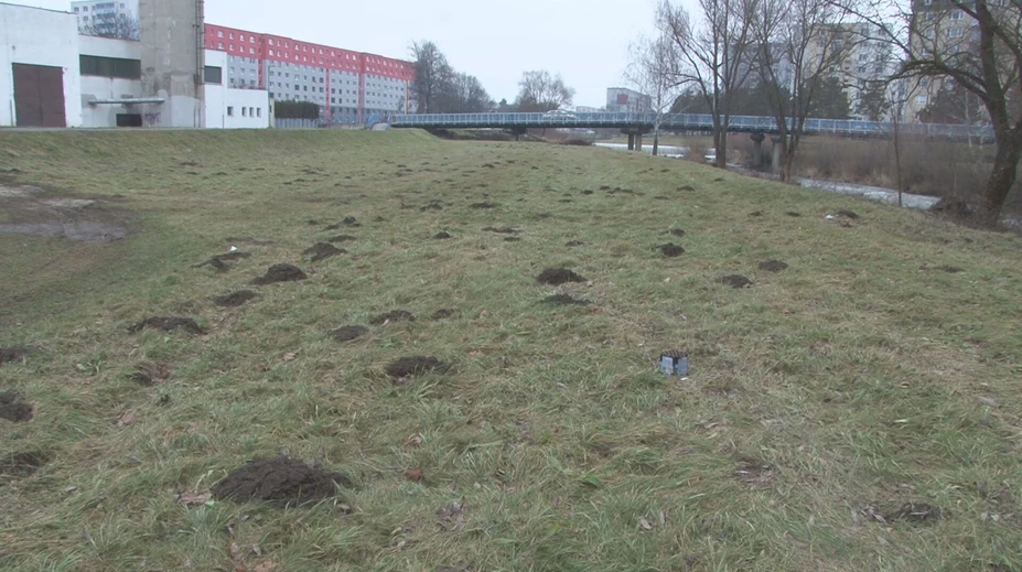 Krtkovia vo Svidníku zmenili zásadným spôsobom správanie. Môžu za to teplé zimy