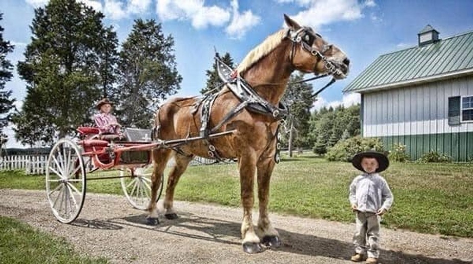 Svet prišiel o najvyššieho koňa z Guinnesovej knihy rekordov. Big Jake mal 20 rokov