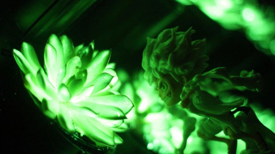 FOTO: Zeleň namiesto pouličných lámp? Vedci vyvinuli spôsob, ako vytvoriť svietiace živé rastliny