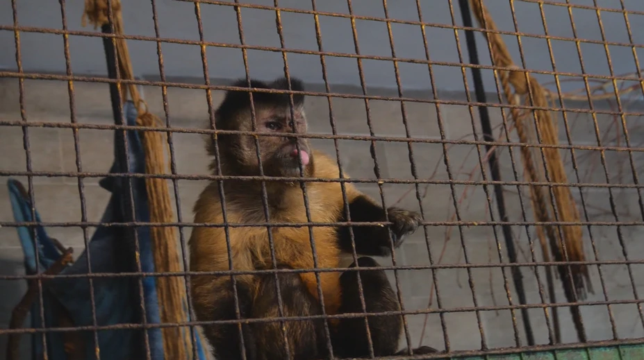 Podobné zariadenie by ste inde na Slovensku hľadali márne. Na sídlisku majú vlastnú zoo
