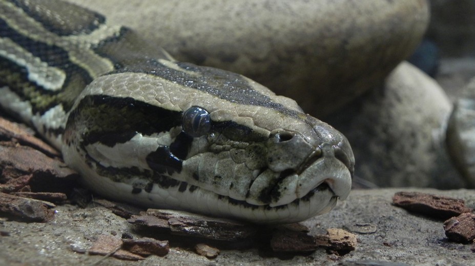 Objavila sa nádej na novú liečbu obezity. Pomôcť má molekula z krvi pytóna