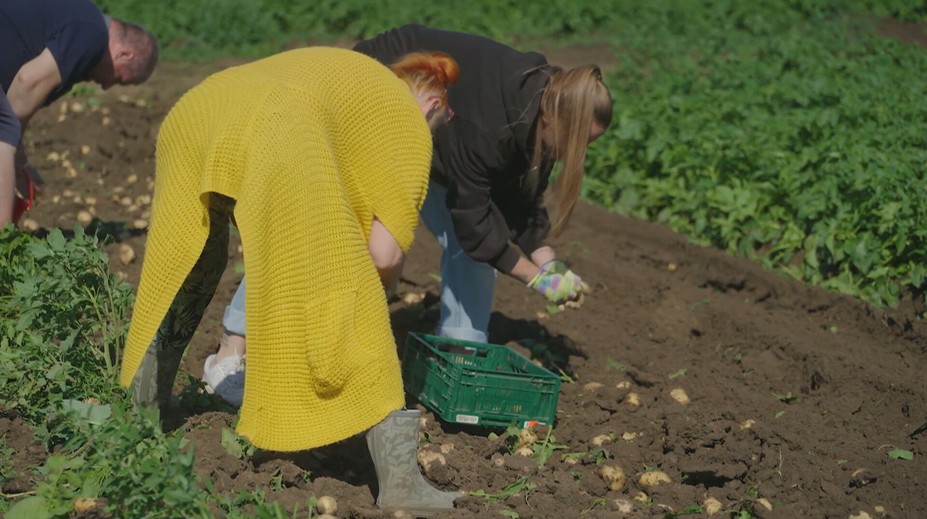 Rozbehla sa sezóna samozberu zemiakov. Cena je oproti obchodom výrazne nižšia